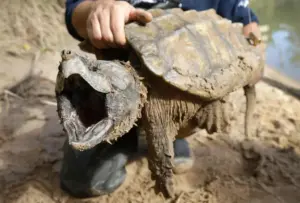 US cancels automatic protections for imperiled animals as critics warn of extinctions
