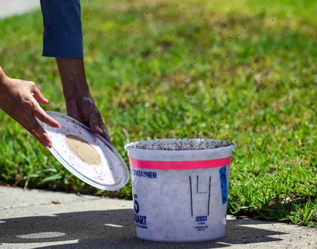 Lab assistant Adriene Ung releases 3,000 sterilized male mosquitoes in...