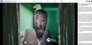 Big Bear bald eagle believed to be Jackie reported to be underweight; with no signs of physical injury