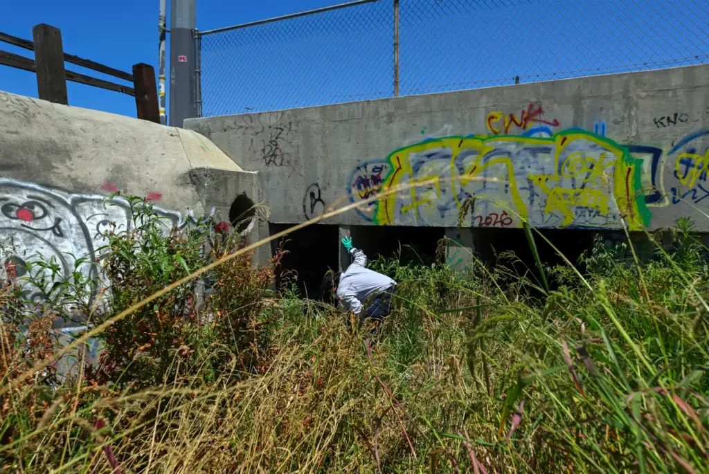 Vector Control Inspector Kevin Isunza look for mosquitoes in a...