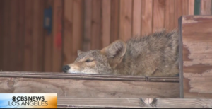 How do you get coyotes to leave West Hollywood condo construction site?