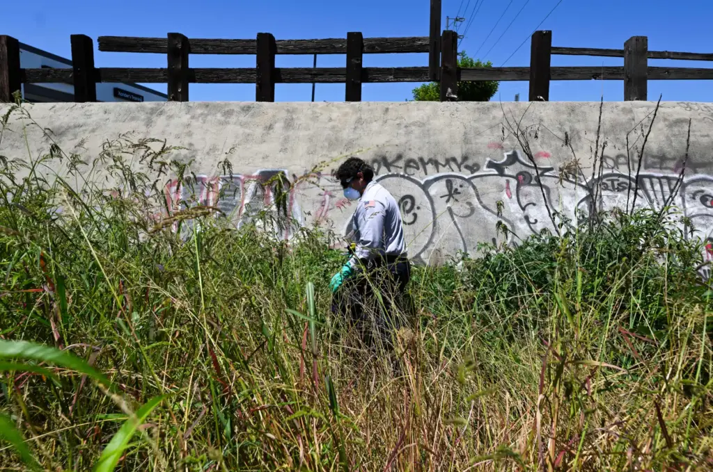 Vector Control Inspector Kevin Isunza look for mosquitoes in a...