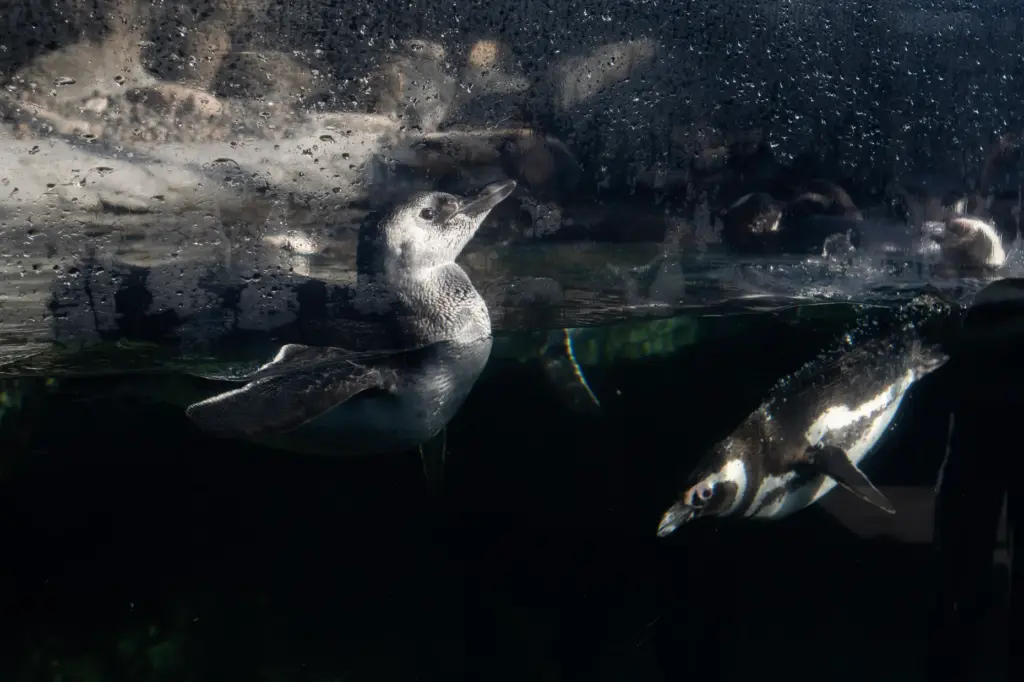 Aquarium of the Pacific introduces Ari, a three-month-old Magellanic penguin...
