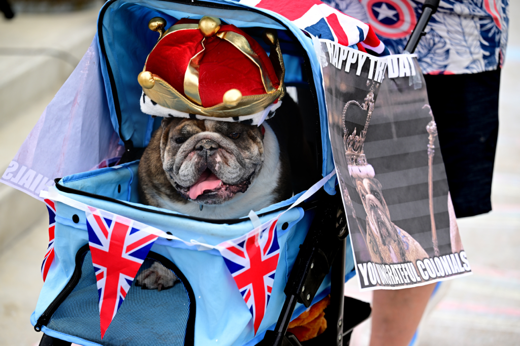 An English Bull dog participates in a patriotic parade as...