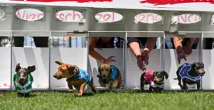 Pups get ready to fly at annual Wienerschnitzel Wiener Nationals at Los Alamitos track