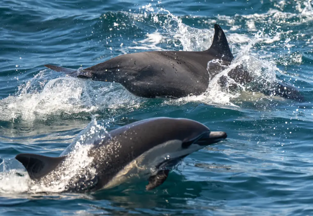 A pod of short-beaked common dolphins stampedes alone the coastline...