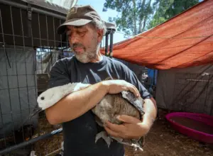 Riverside County duck sanctuary founder charged with animal cruelty