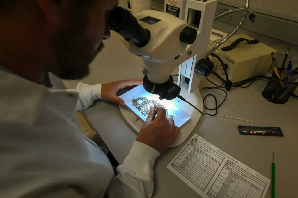 Assistant Biologist Eric Paquette sorts male and female Invasive Ankle...