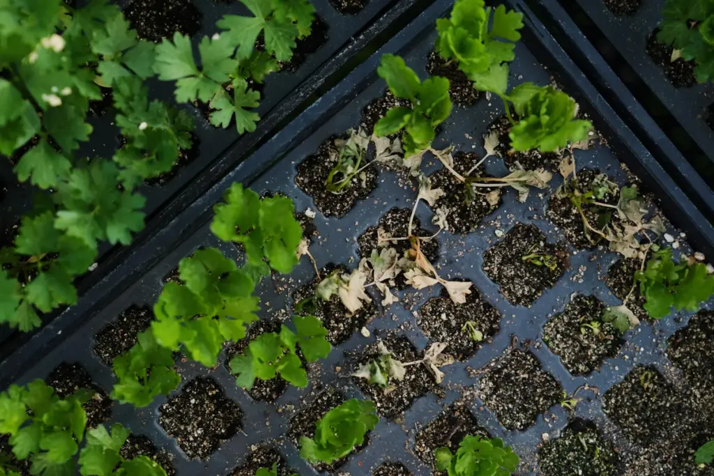 Heat-damaged celery rests in a tray inside a greenhouse.