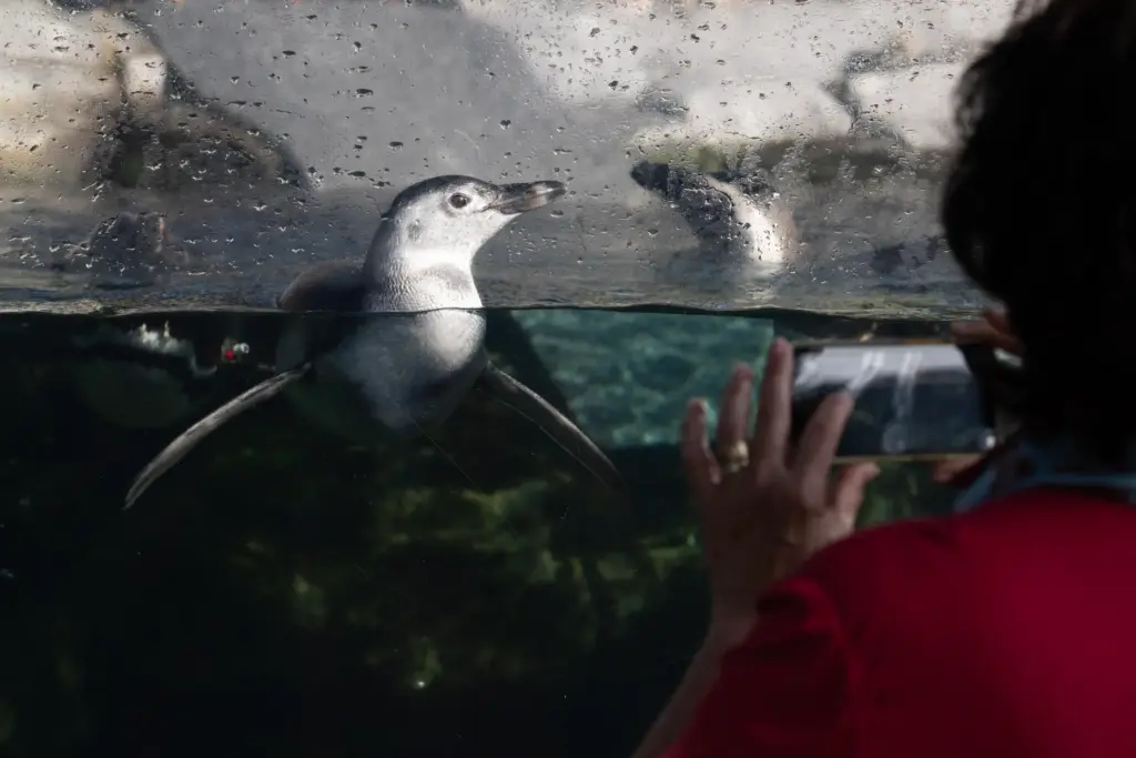 Aquarium of the Pacific introduces Ari, a three-month-old Magellanic penguin...