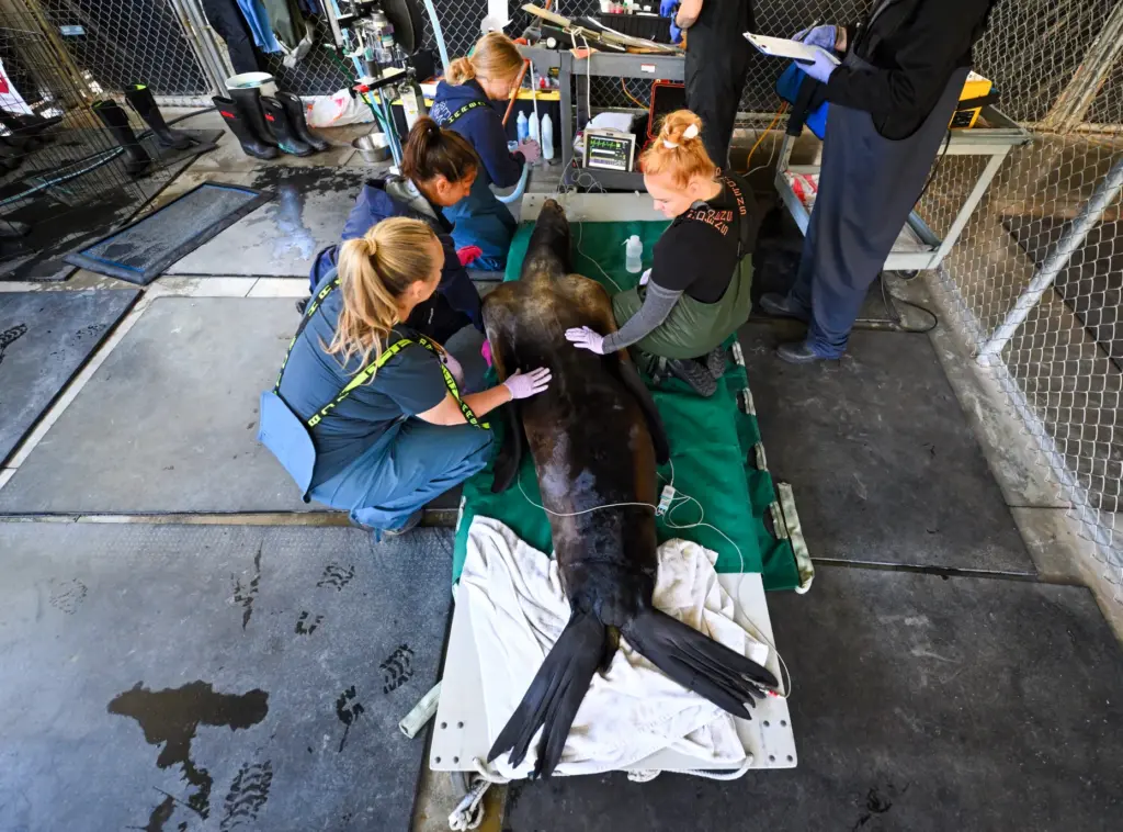 Dr. Alissa Deming, left, vice president of conservation and medicine,...