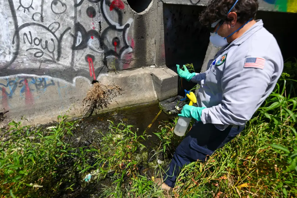 Vector Control Inspector Kevin Isunza look for mosquitoes in a...