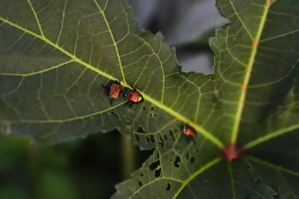 Japanese beetles damage okra plant leaves.