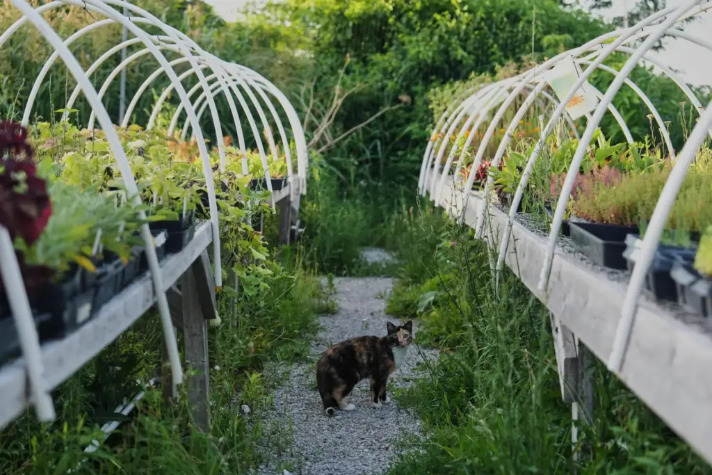 A cat pauses between rows of crops waiting for planting.