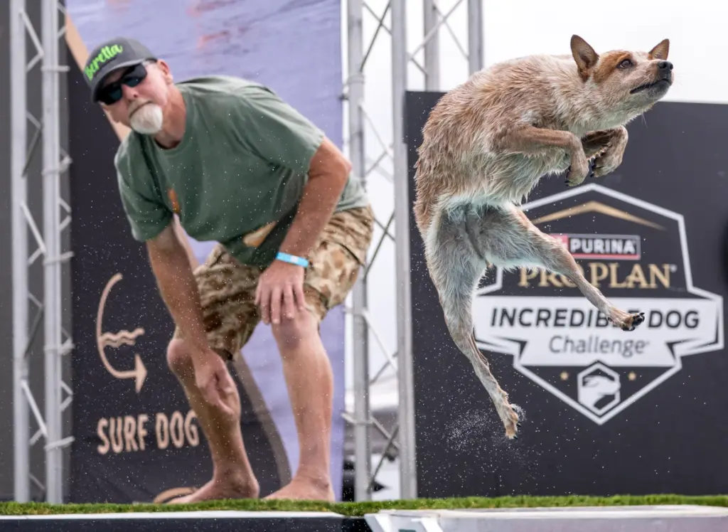Vit Kruml of Alta Loma watches as his dog, Beretta,...