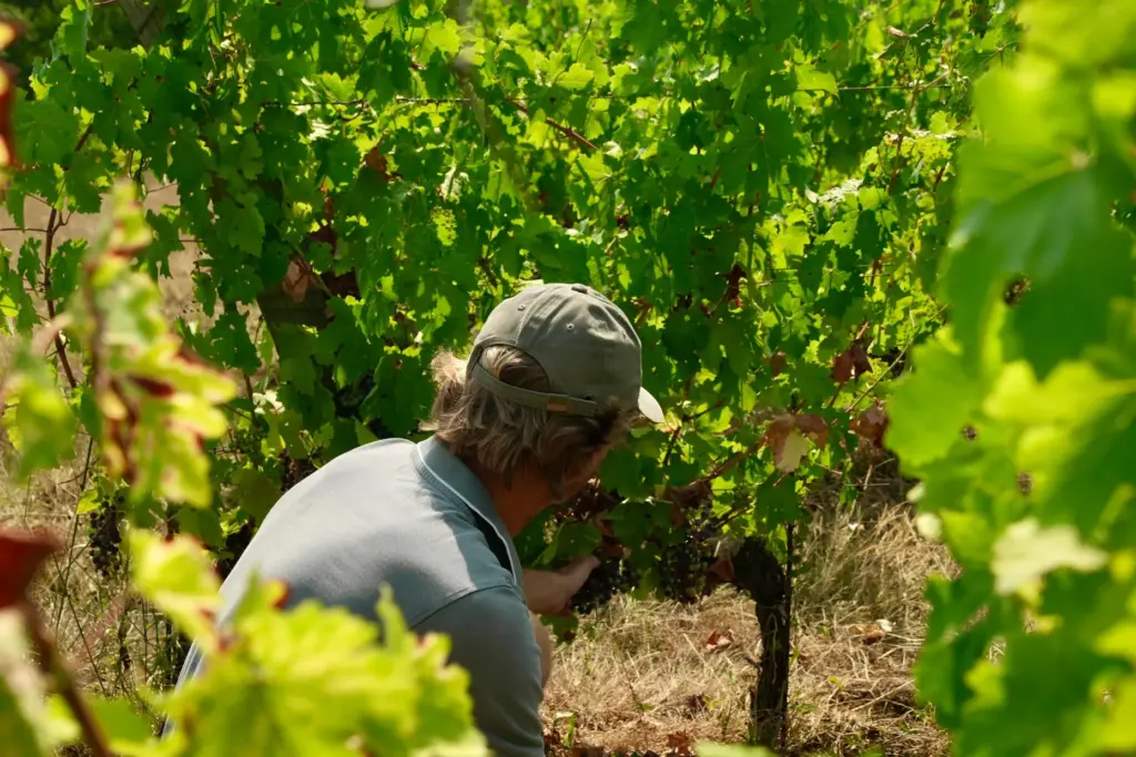 Winemaker Edouard Le Grix de la Salle tends vines on...