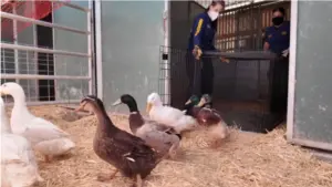 More than half of 480 ducks rescued from Anza sanctuary went to a livestock company