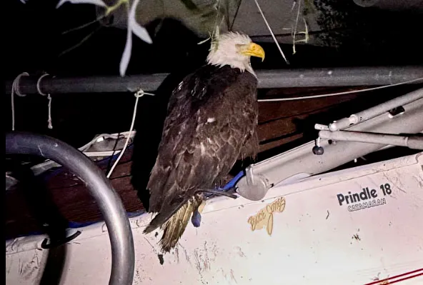 Un Ã¡guila herida, que se cree que es Jackie, miembro...