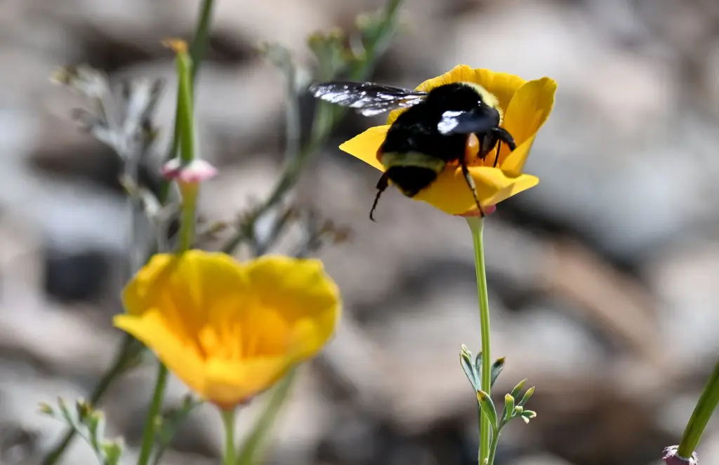 A native bee enjoys the plants on the Annenberg Wildlife...