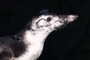 Aquarium of the Pacific welcomes new chick Ari to penguin habitat
