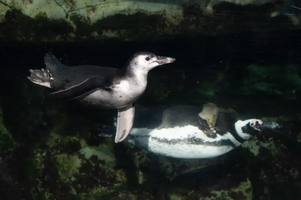 Aquarium of the Pacific introduces Ari, a three-month-old Magellanic penguin...