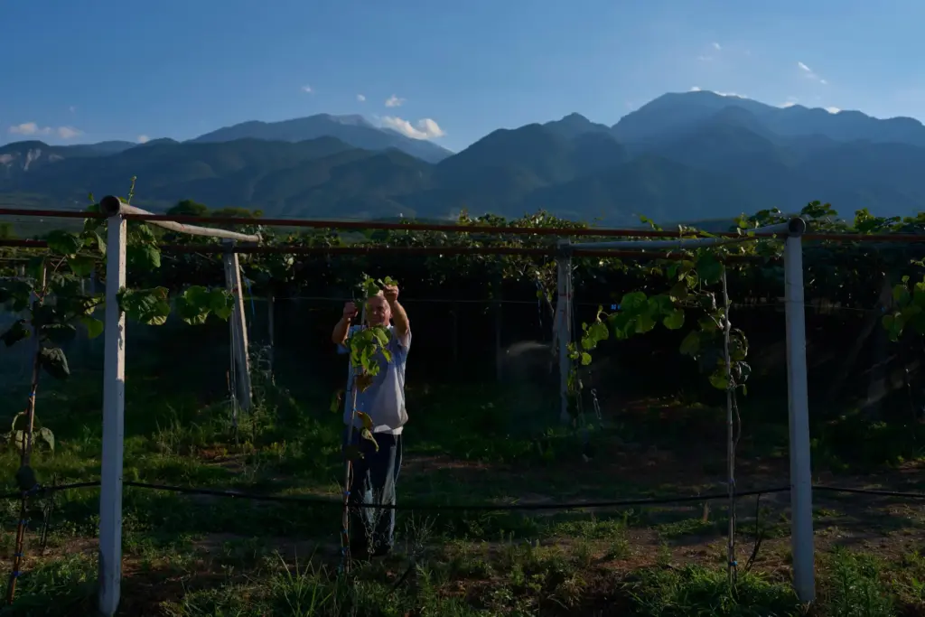Theodoris Papaioannou tends his kiwi orchard, backdropped by Mount Olympus,...