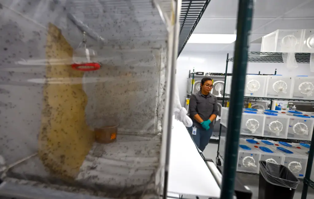 Vector Ecologists Sokanary Sun in the adult mosquito room at...
