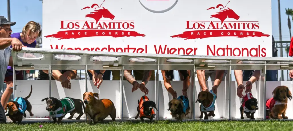 Dachshund owners release their dogs as they try running from...