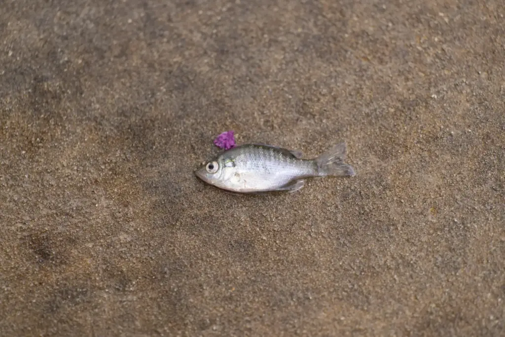 A small fish is stranded on a sidewalk after flood waters subsided.