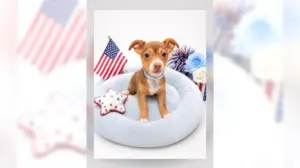Chihuahua mix puppy Martha is full of joy and happiness