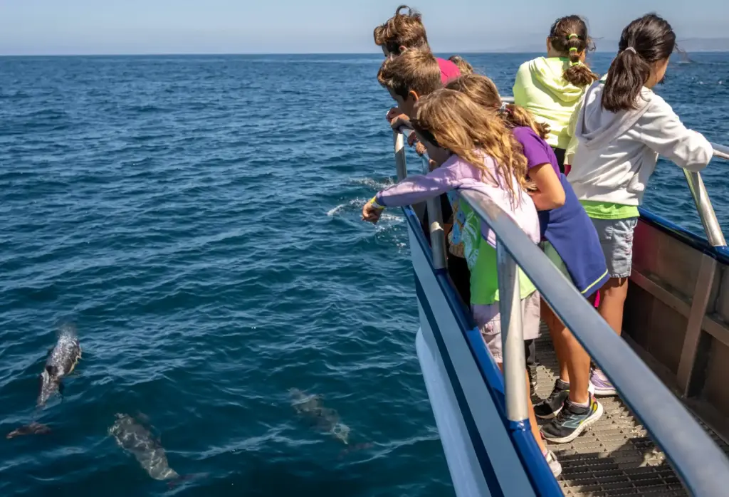 Ocean Institute campers watch a pod of dolphins stampede alone...