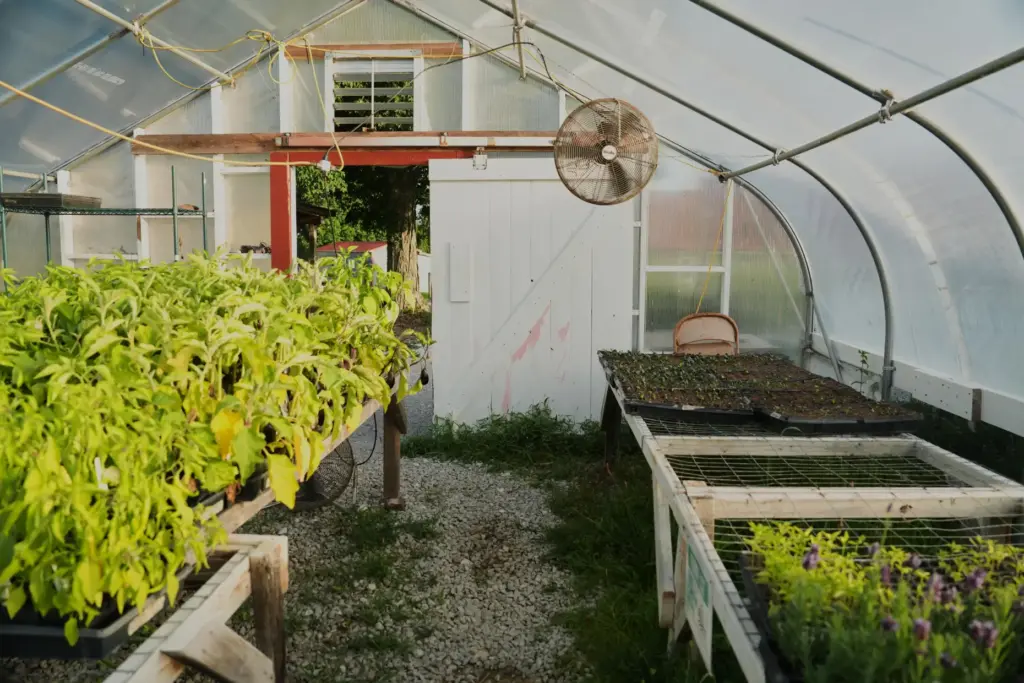 Crops grow inside a greenhouse as fans run to keep the temperature down.
