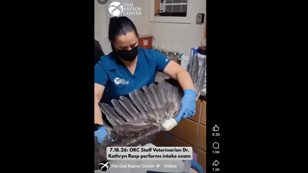 A screengrab shows Ojai Raptor Center veterinarian Kathryn Rasp performing...
