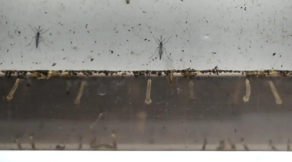 Mosquitos breeding at Orange County Mosquito and Vector Control District...