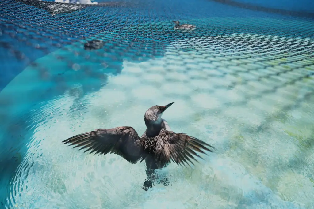 A common murre spreads its wings in a rehabilitation tank...