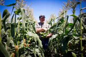 Could a fertilizer breakthrough at Lawrence Livermore Lab spark the next Green Revolution?