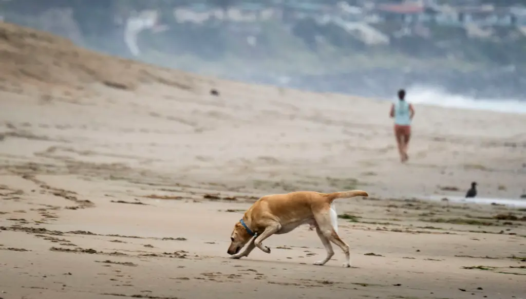 A dog runs on the beach near the pier in...