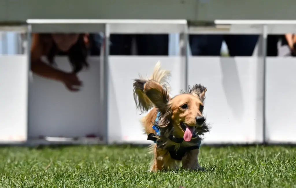 Dachshund owners release their dogs as they try running from...