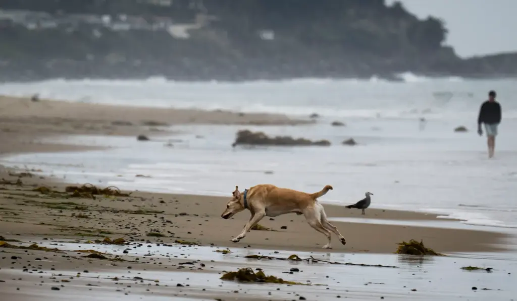 A dog runs on the beach near the pier in...