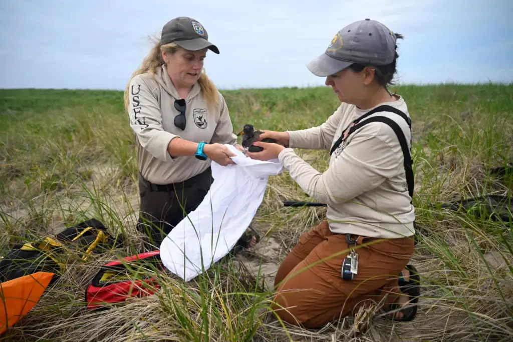 Mary Bertschi places a chick oystercatcher into a pillowcase held by Maureen Durkin.