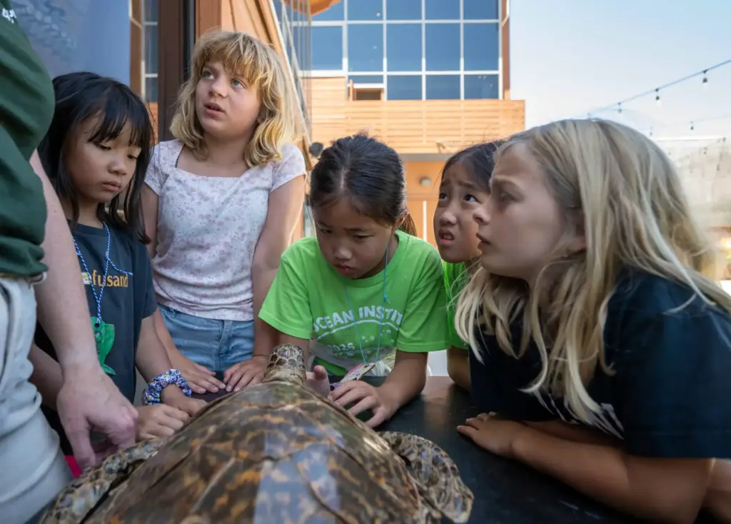 Ocean Institute campers check out a desiccated sea turtle on...