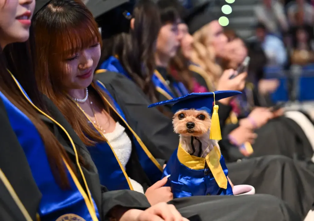 Graduate Iris Wang and her cap-and-gown-wearing dog, Laifu, during the...