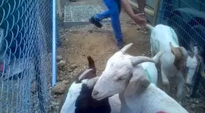 USDA probes alleged inhumane slaughter, illegal meat sales at Perris halal ranch