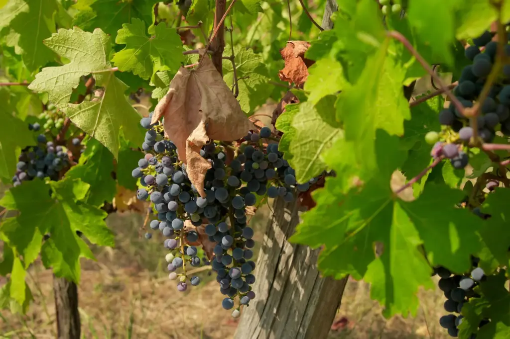 Grapes hang in a vineyard on the Grand Verdus wine...