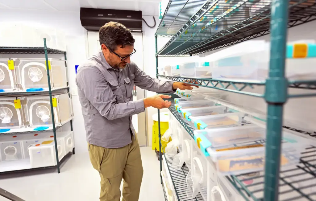 Vector Ecologists Tim Morgan takes care of mosquito eggs at...
