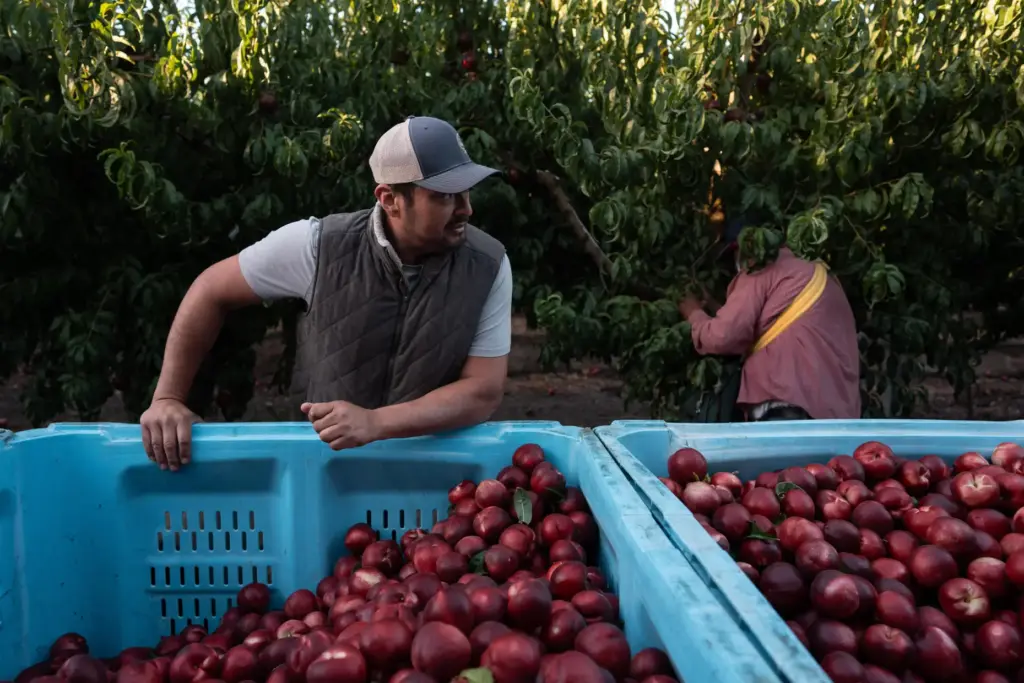 Cesar Mora stands next to bins filled with nectarines as...