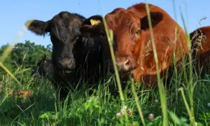 Rising beef prices hit all-time highs as national cattle herds shrink