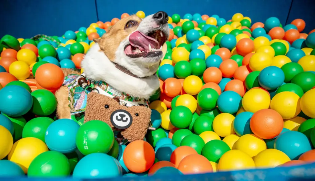 Ginger Sirlinâs Corgi named Bacon plays in the ball pit...