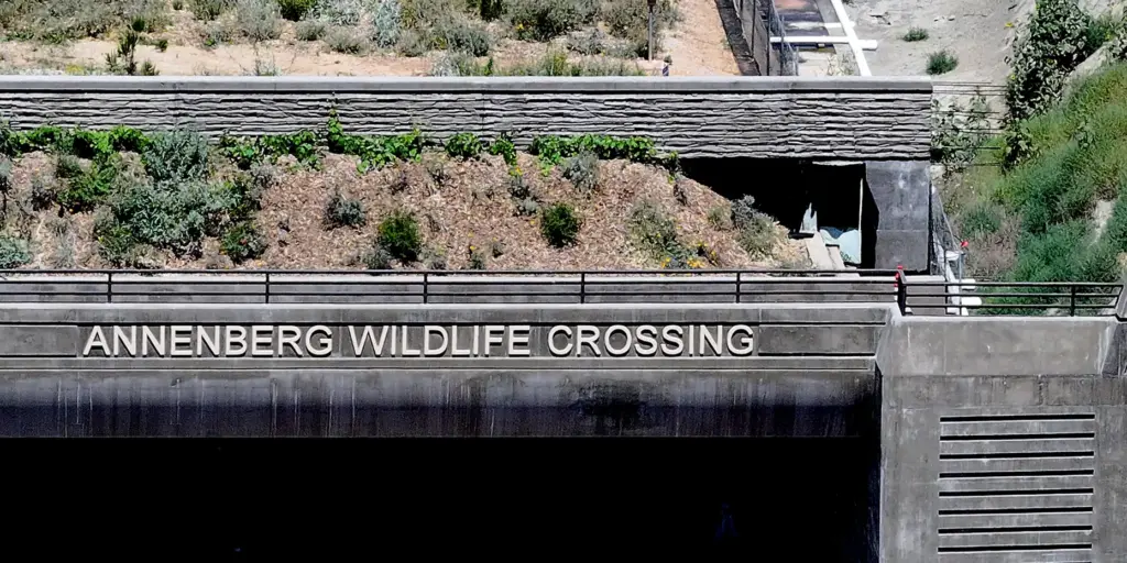 Work continues at the Wallis Annenberg Wildlife Crossing over the...