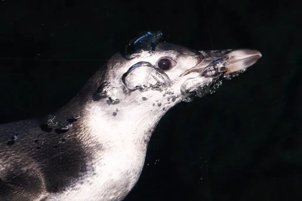 Aquarium of the Pacific introduces Ari, a three-month-old Magellanic penguin...